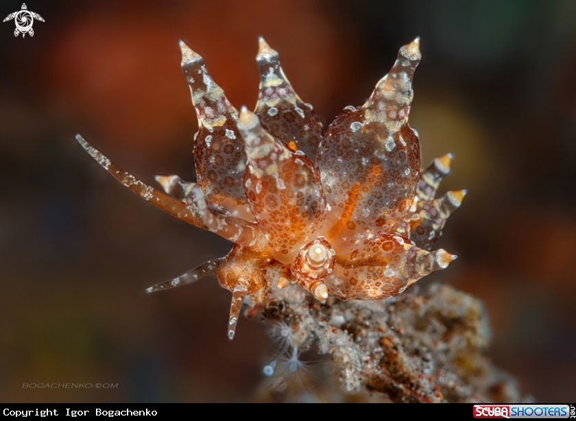A Nudibranchs