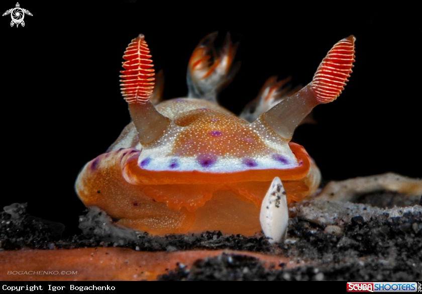 A Nudibranchs
