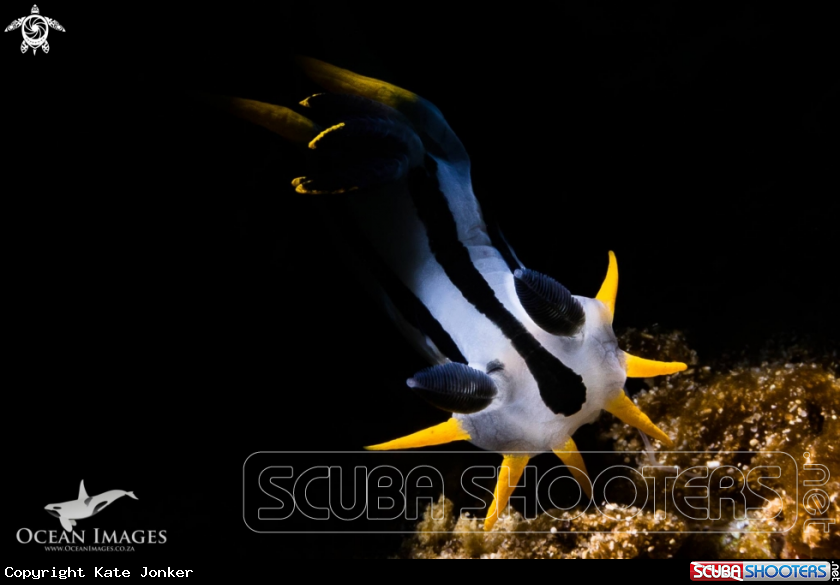 A Crowned Nudibranch
