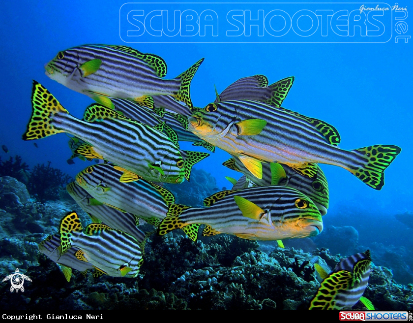 A Oriental sweetlips