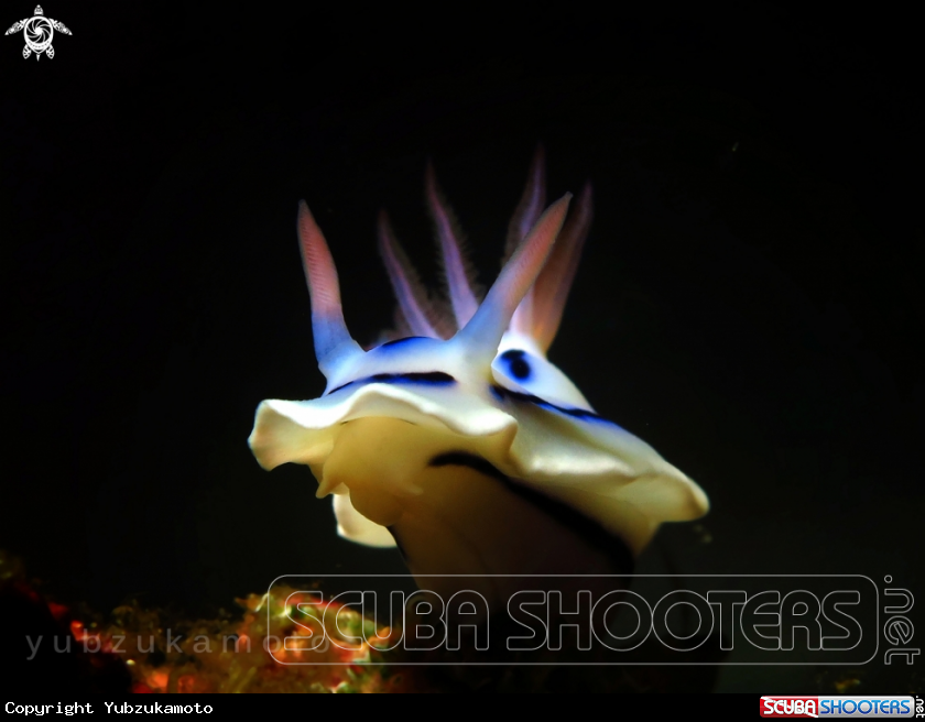 A Cromodoris,sp