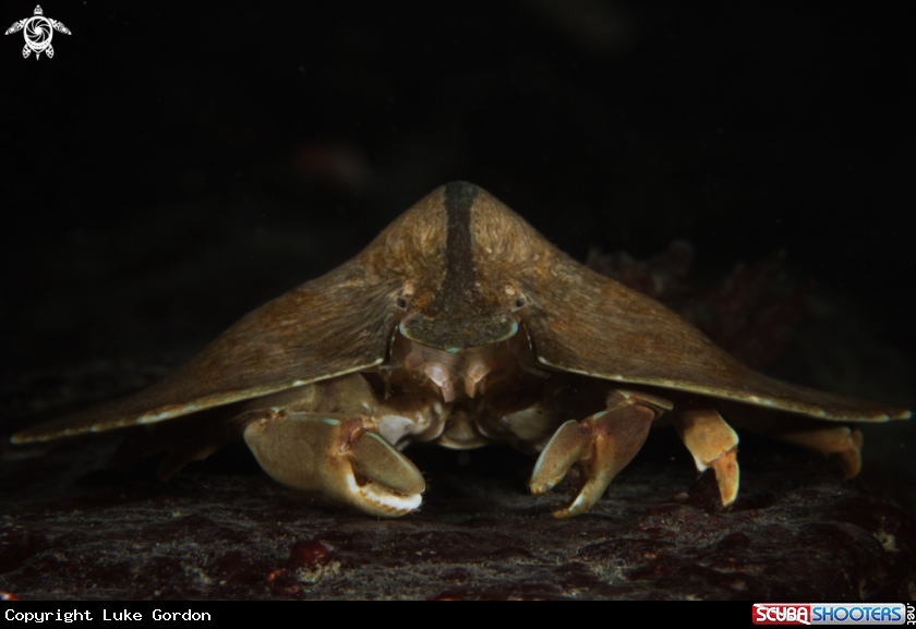 A Unidentified Crab