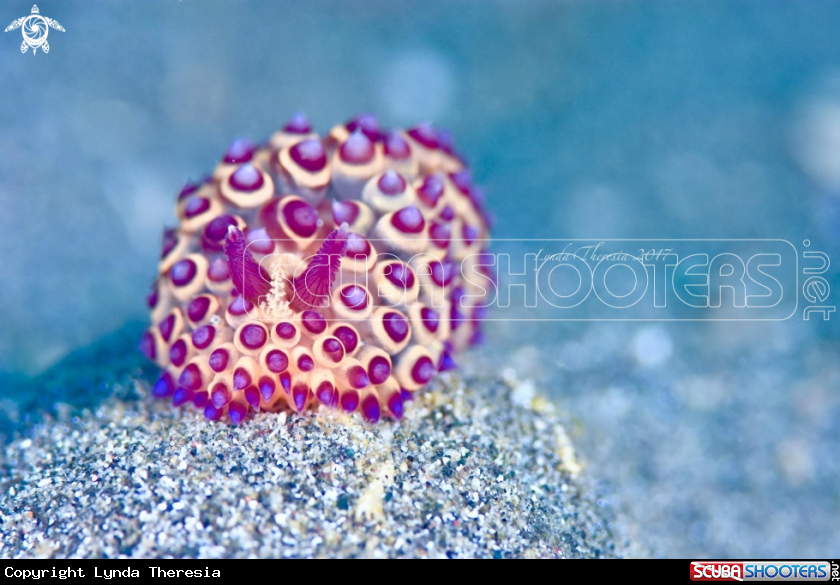 A Janolus sp.