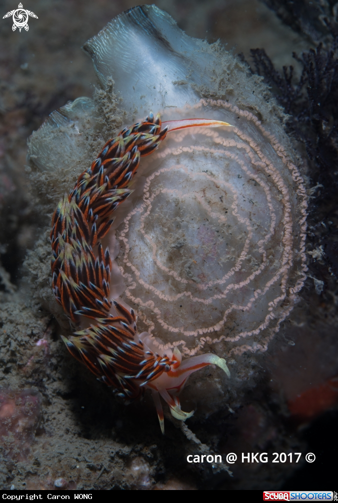 A Nudibranch