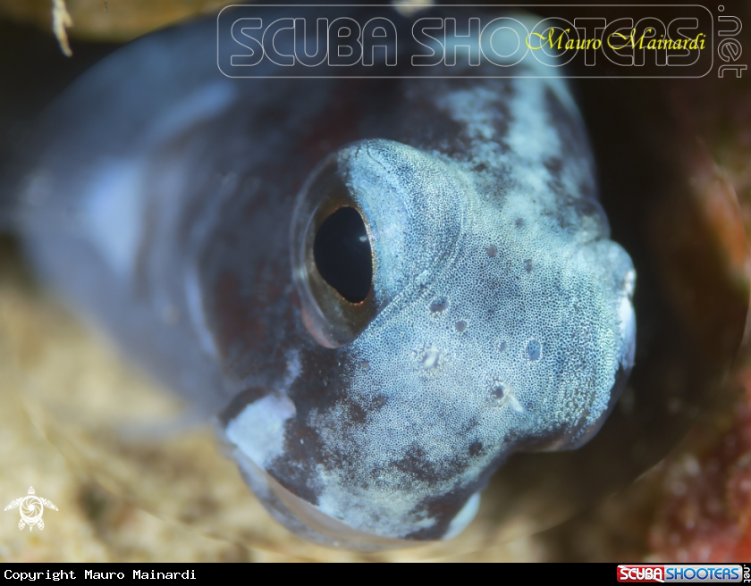 A Blenny