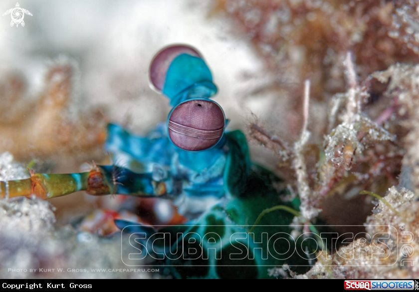 A Mantis shrimp