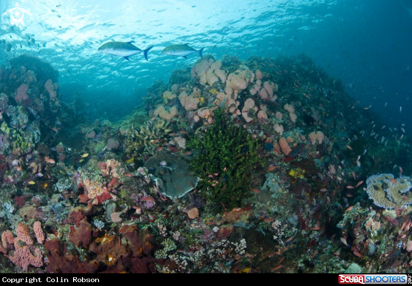 A reef view