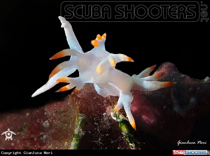 A Flabellina babai