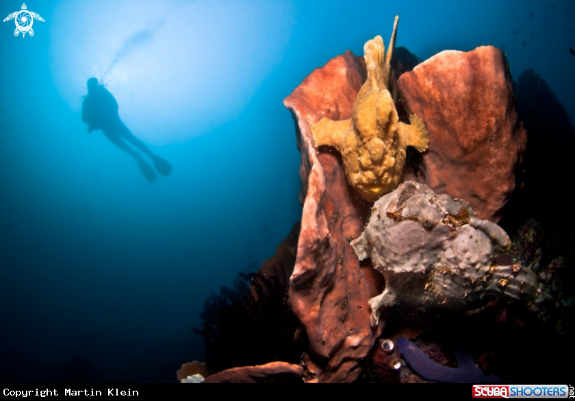 A Frogfish