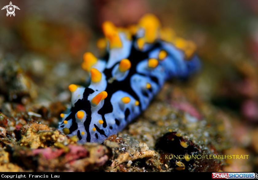 A Nudibranch