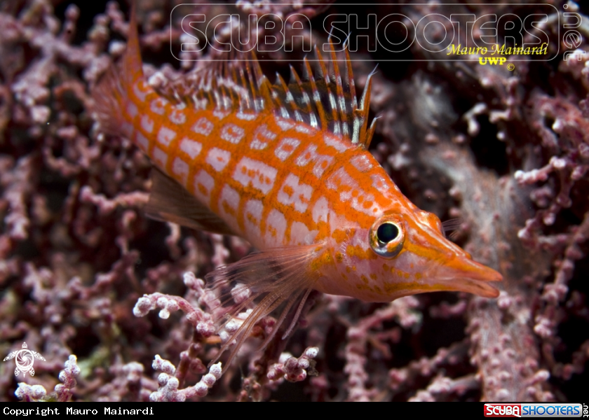 A Hawk fish