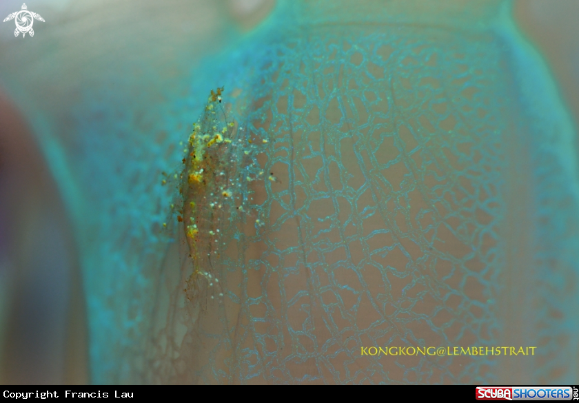 A Cryptic spongy shrimp