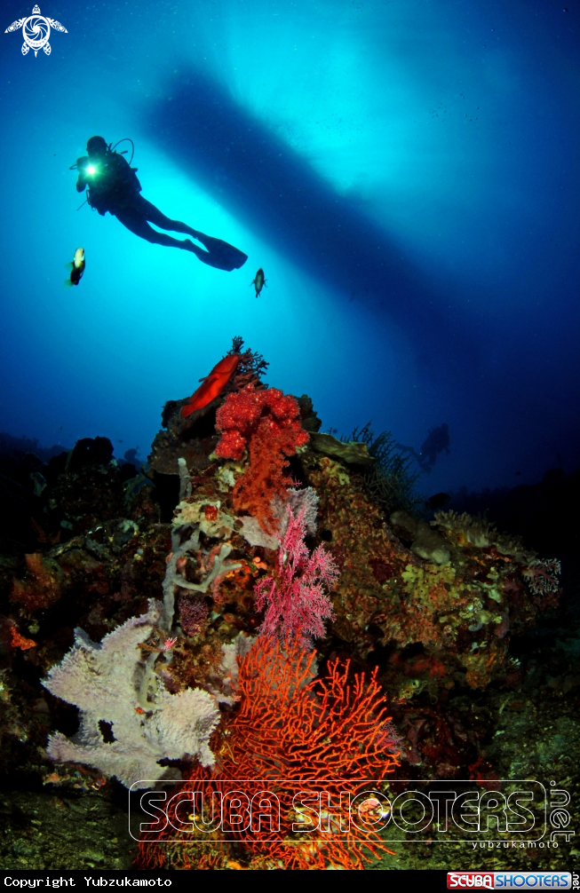 A soft coral