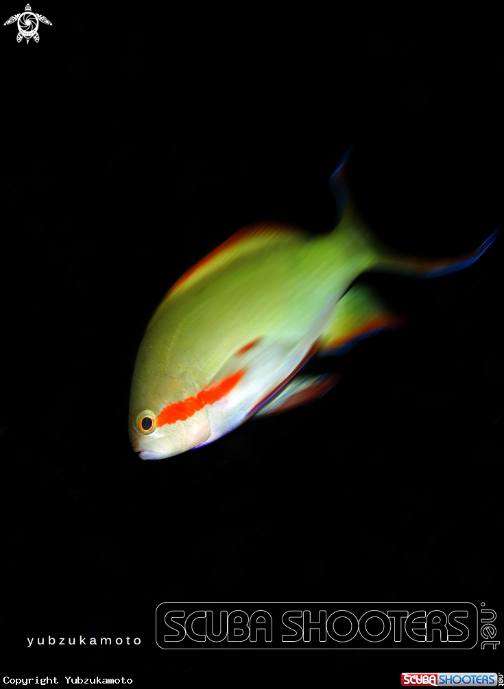 A Anthias