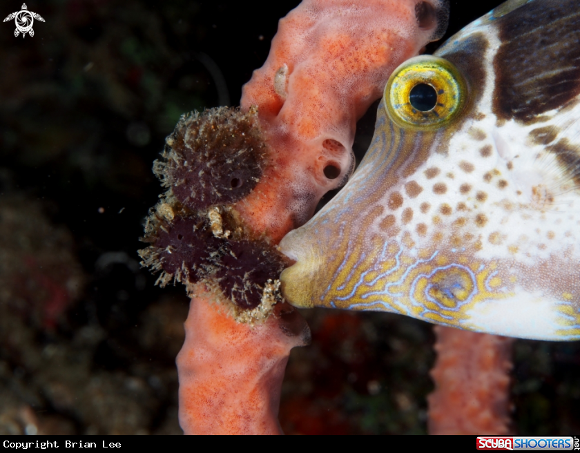 A Puffer fish