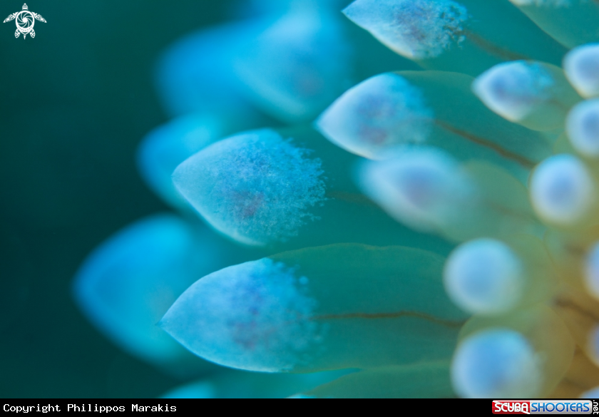 A Nudibranch