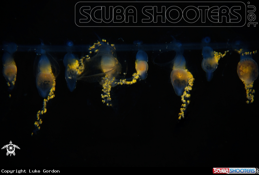 A Siphonophore Feeding Appendages