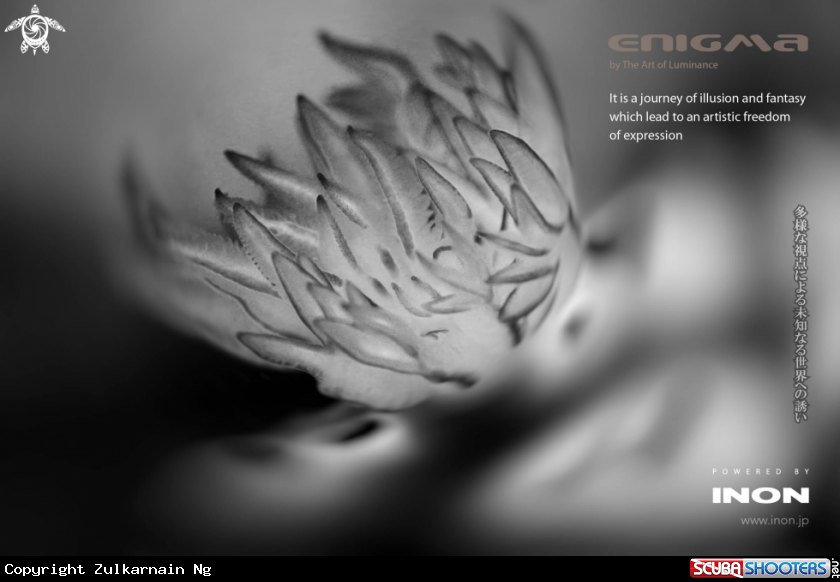 A Nudibranch