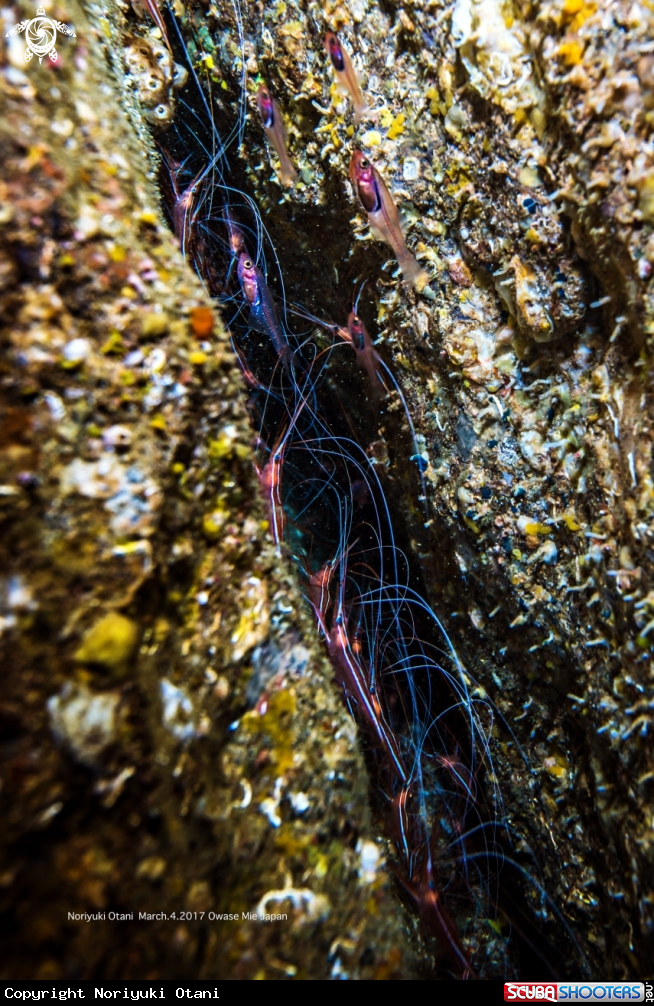A  narwal shrimp  