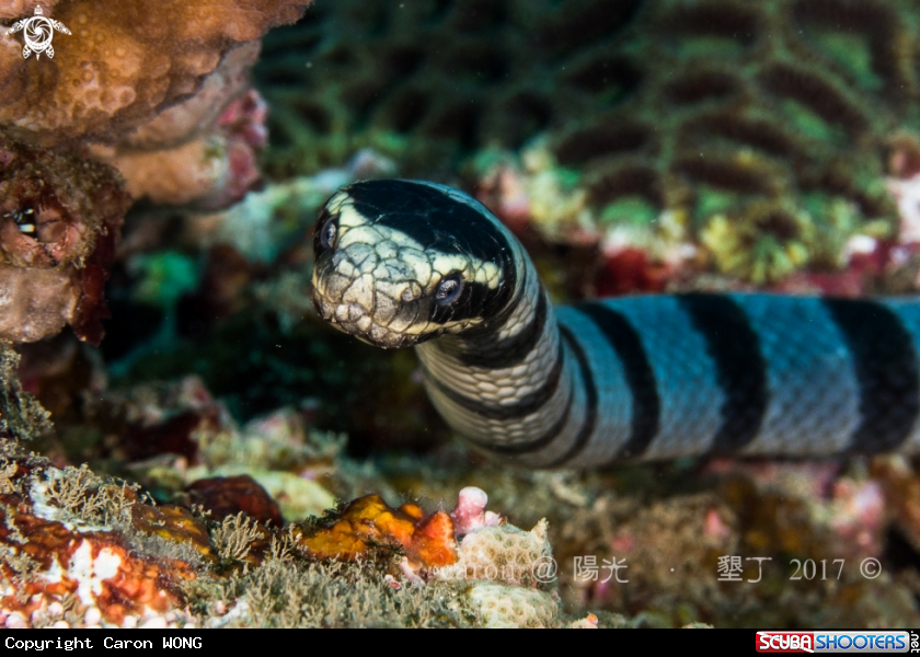 A Sea Snake
