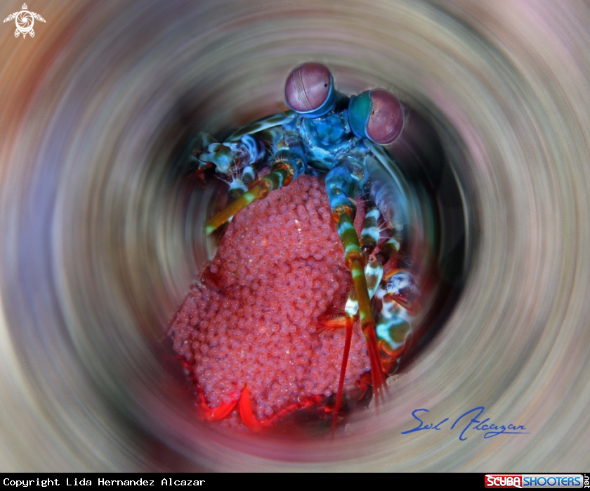 A mantis shrimp with eggs