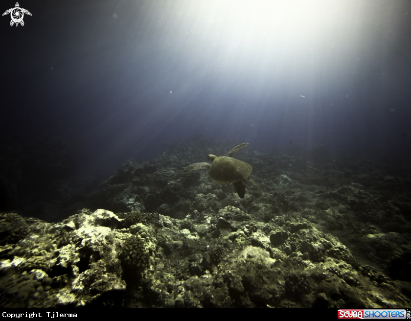 A Green Sea Turtle