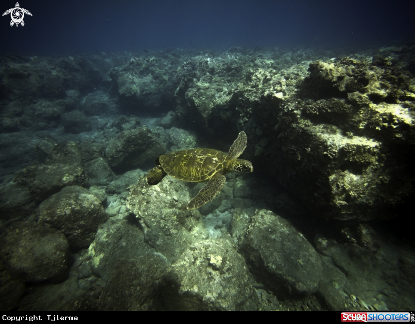 A Green Sea Turtle