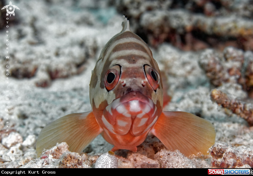 A Banded Rock Cod