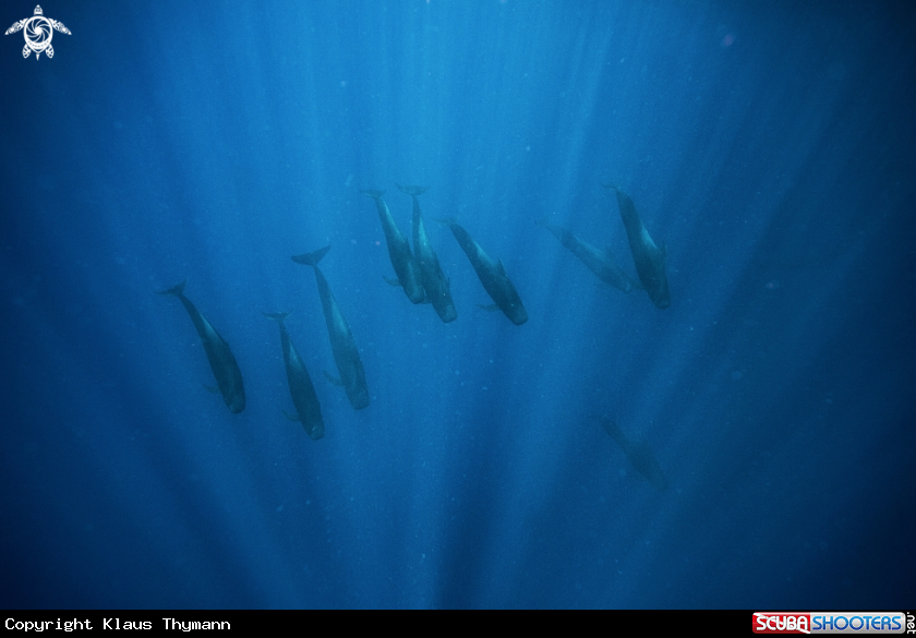 A Pilot Whales