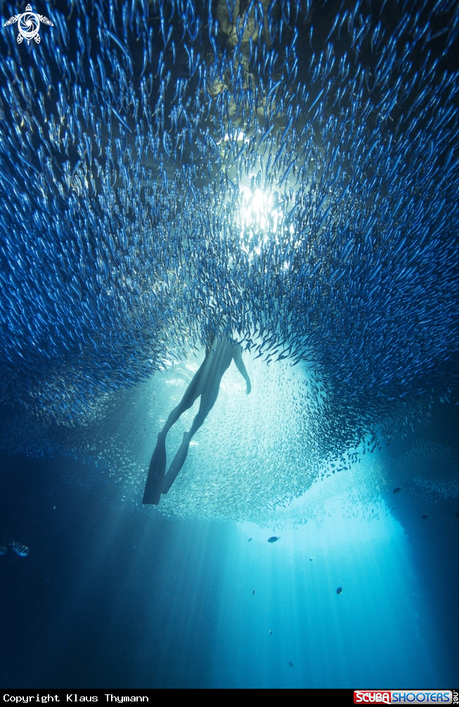 A Reef Fish School