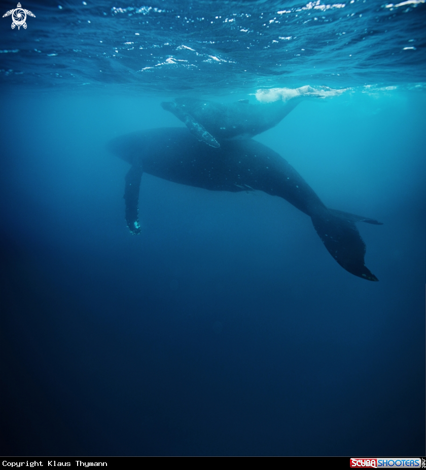 A Humpback Whale