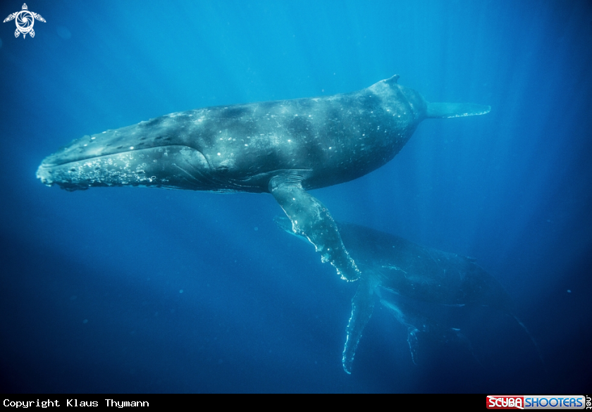 A Humpback Whale