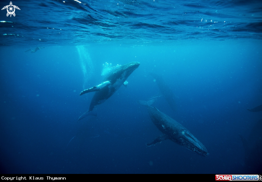 A Humpback Whale