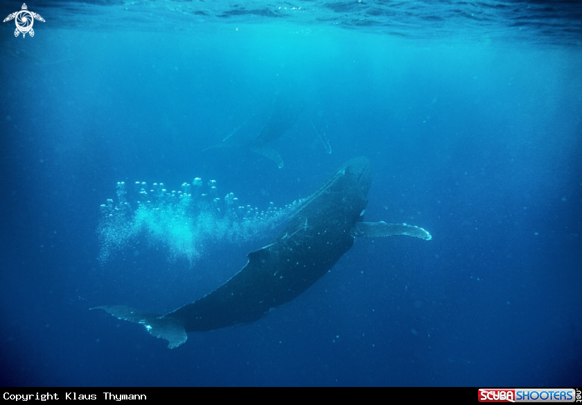 A Humpback Whale