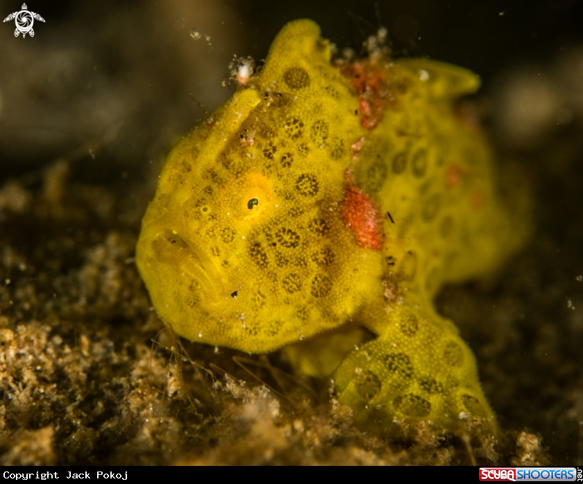 A Painted frogfish
