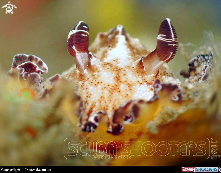 A Discodoris boholiensis