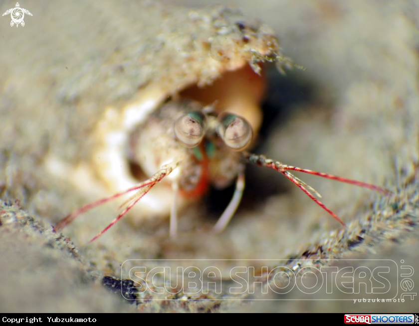 A manthis shrimp