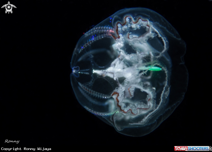 A Jellyfish