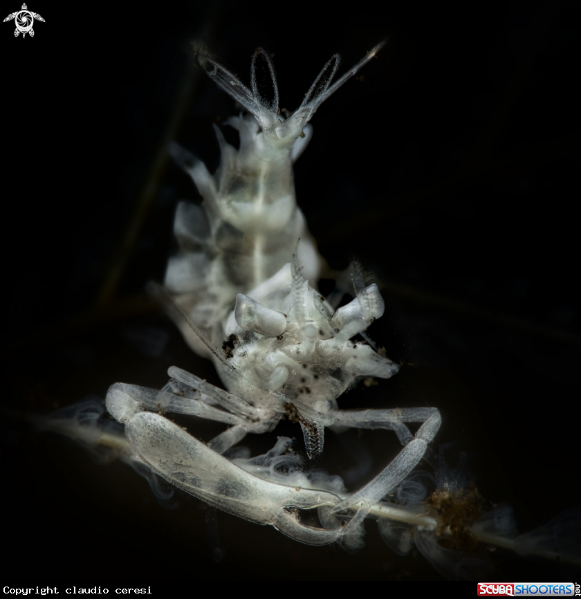 A shrimp commensal
