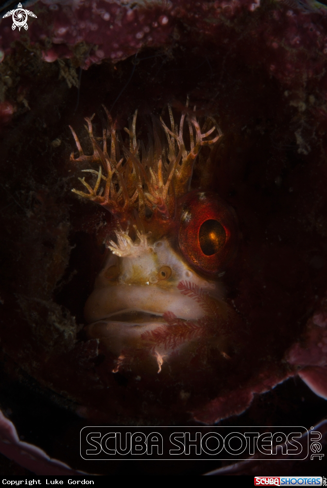 A Mosshead Warbonnet