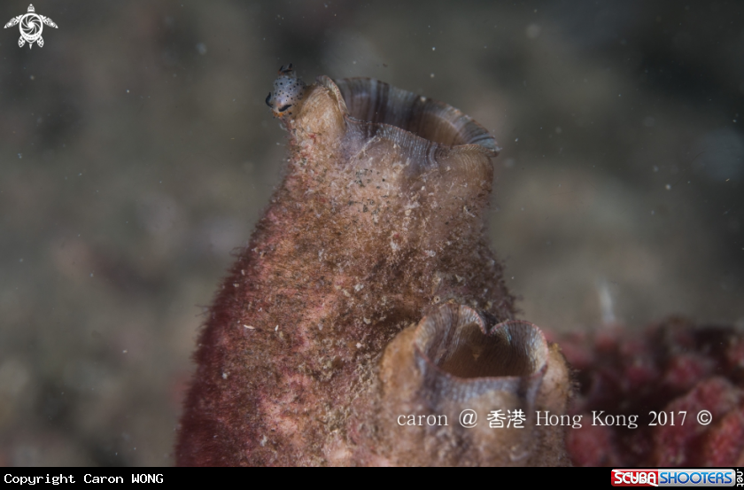 A nudibranch