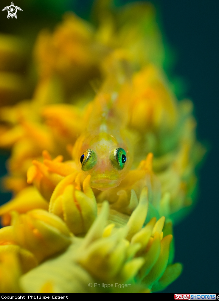 A Ghost Goby