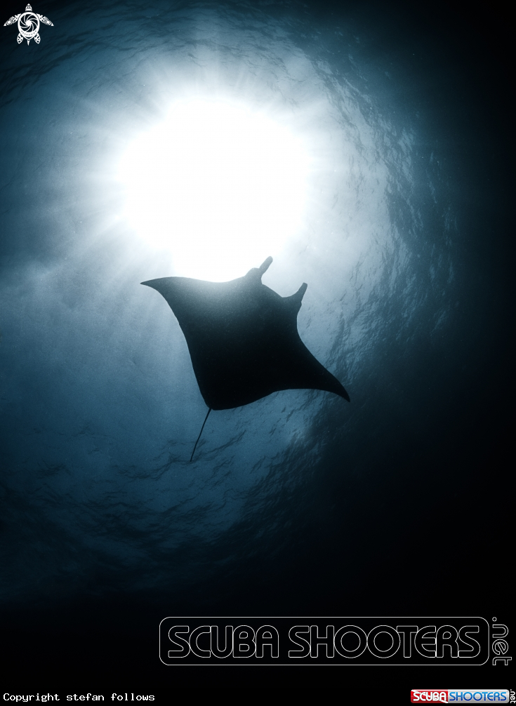 A Manta Ray
