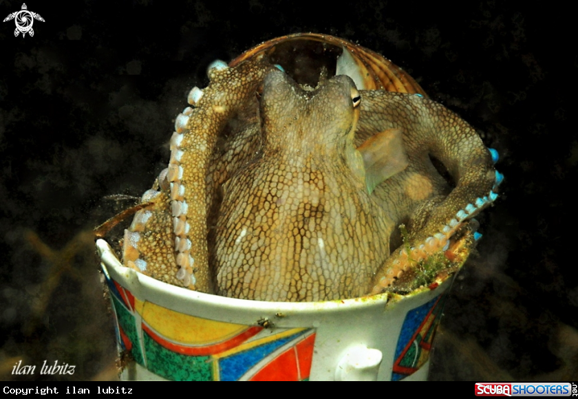 A octopus