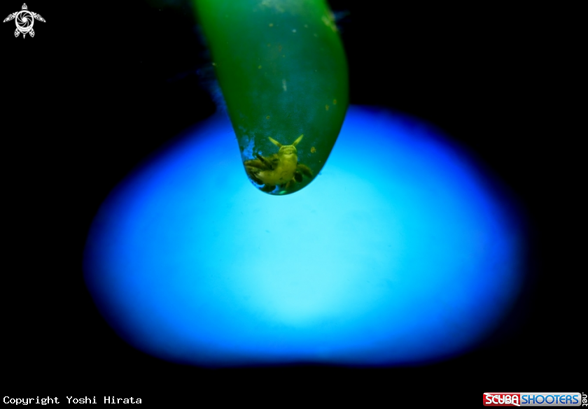 A Nudibranch and algae