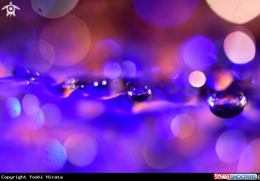 A Bubble bokeh