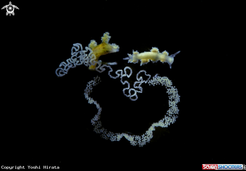 A Nudibranch