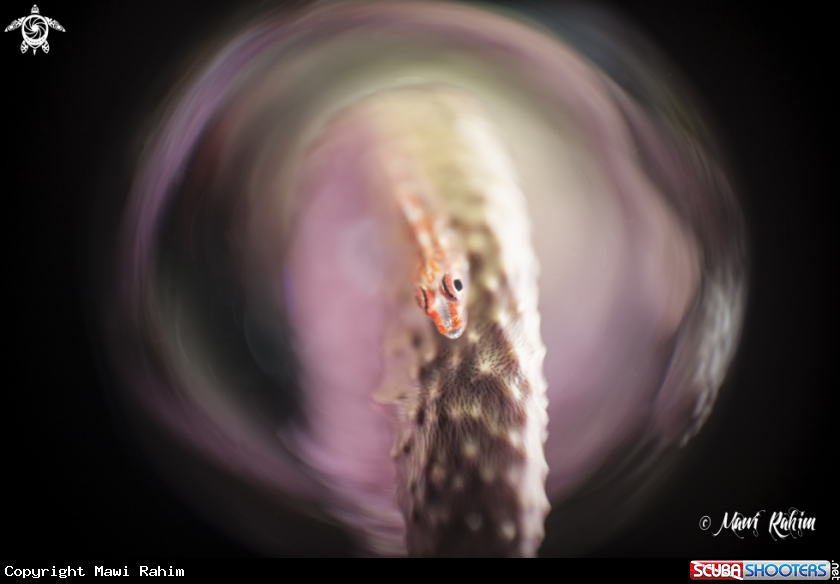 A N/A