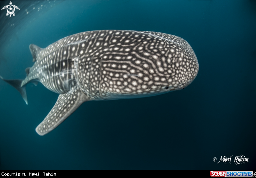 A Whaleshark