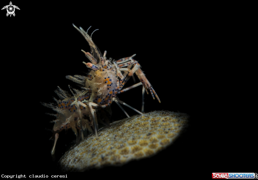 A spiny tiger shrimp